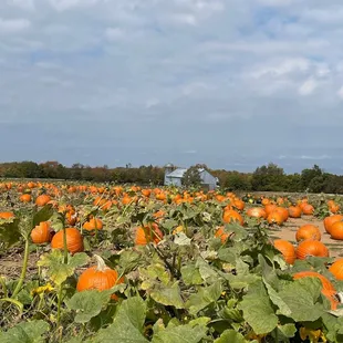 a field of pumpkins