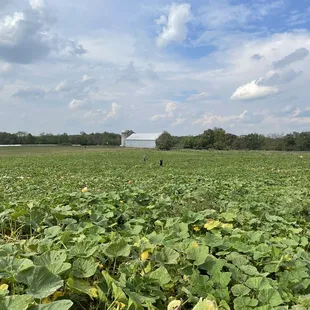 a field of crops