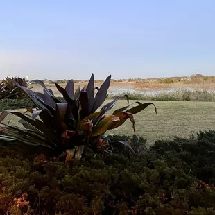 The view.