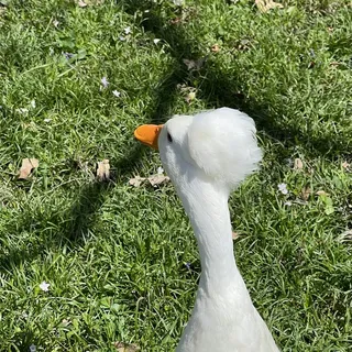 B P.