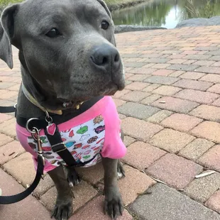 a dog wearing a pink shirt