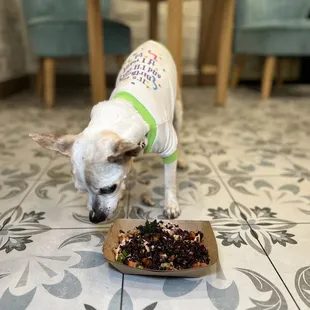 Chicken meal for dogs