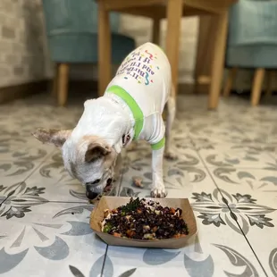 Chicken meal for dogs