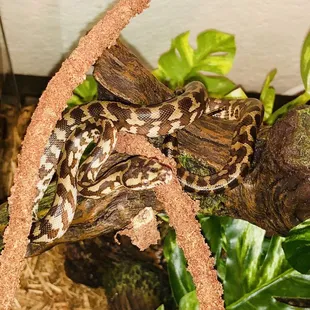 Picked up this beautiful girl last Wednesday and she's amazing. She's a irian jaya x coastal carpet python.