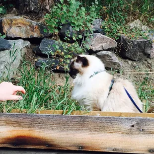 Cat on a leash at the coffee shop!!