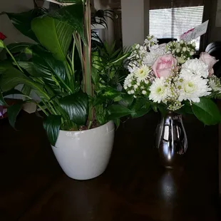 This is what actually arrived. They both look off from the online photos. The plant is also MUCH larger.