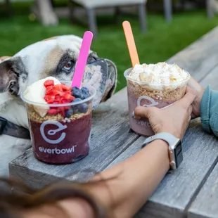 a dog and a person holding a cup of ice cream