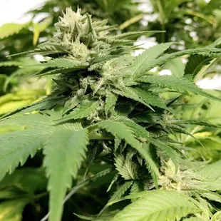 The beautiful flower bud