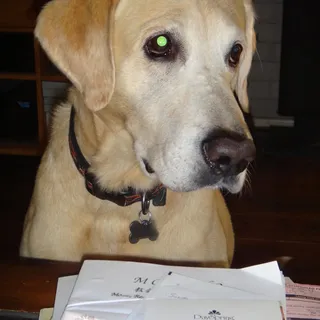 Lenny D.