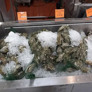 Oysters