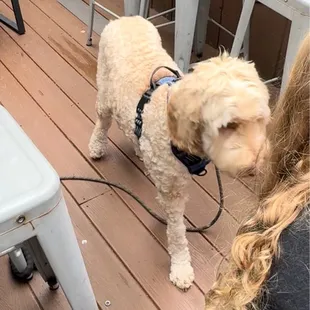 Dog friendly outdoor eating!! My kids loved it!!