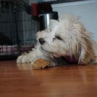 Miffy ENJOYING her sourdough dog treat LOL @tiffhuangry