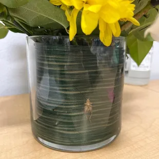 Dead cricket