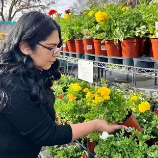 Evergreen garden center