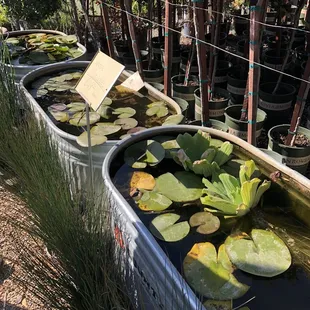 Water plants - 10/16/21