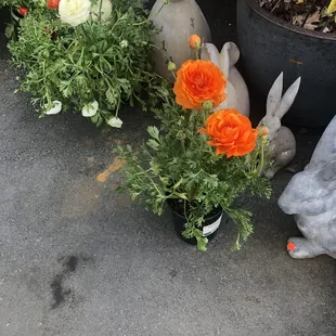 Took this Flower Baby home #PlantPrincess 2/20/22