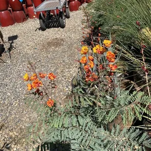 The Pride of Barbados