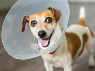 Riverside Veterinary Clinic