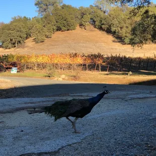 a peacock walking across the road