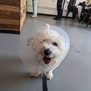 Post pup cup - bullcitybichon