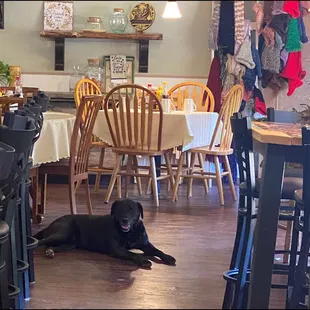 a dog laying on the floor