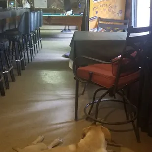 She has several dogs. One of them actually climbed up on the bar stool next to be. Very friendly.