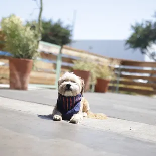 a small dog wearing a sweater