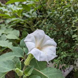 Datura