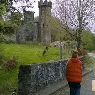 Terri and the magical roots that drew her home to the Emerald Isle...
