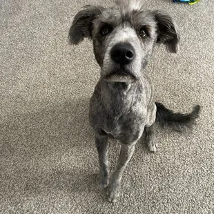 You can't tell but he's a Doodle/wolfhound.