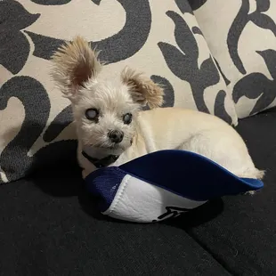 Not a Teddy bear hair cut.