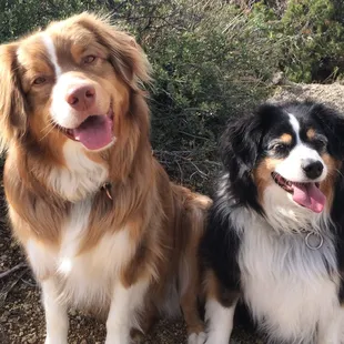 Oso and Cody - Happy Dogs at Albuquerque Doggie Spa!