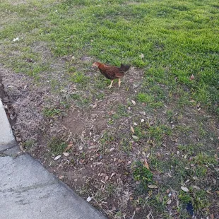 What happened chicken sorry can't take care of you