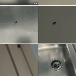 Bugs, bugs and more bugs.