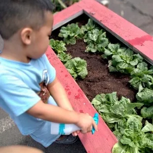 Garden beds at both schools. We feed your family.