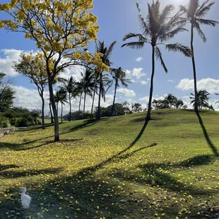 yellow flowering trees, nice