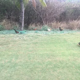 Local fowl
