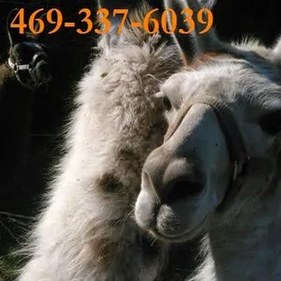 llamas llamas every where