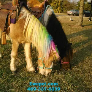 beautiful link and roscoe