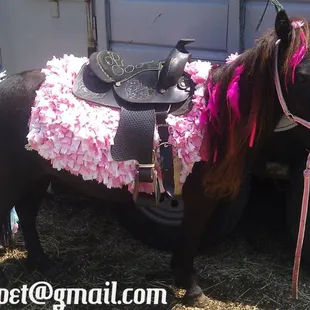 Beautiful Black and Pink Feathered horse.