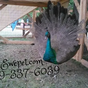 A big FAN of Ewe Pet Petting Zoo &amp; Pony Ride Parties