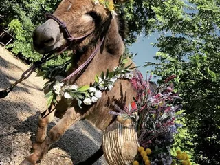 Llamazing Party Animals