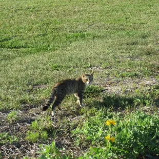 One of the stray kitties