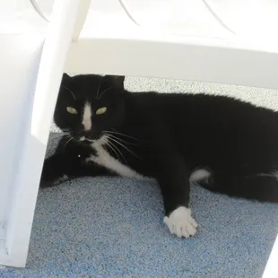 Another stray kitty by the pool