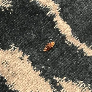 Cockroaches infested