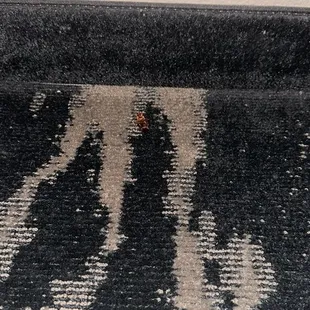Cockroach infested