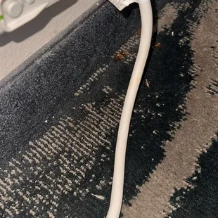 Cockroach infested