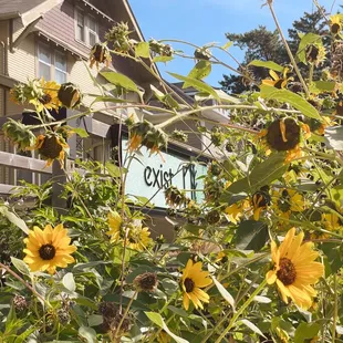 sunflowers in front of a house