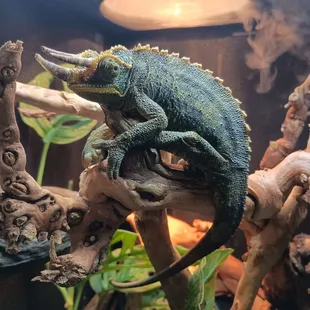 Jackson's Chameleon, male - a very cool character.