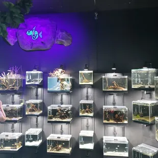 Exotic Pets West has an amazing display and selection of fish!
